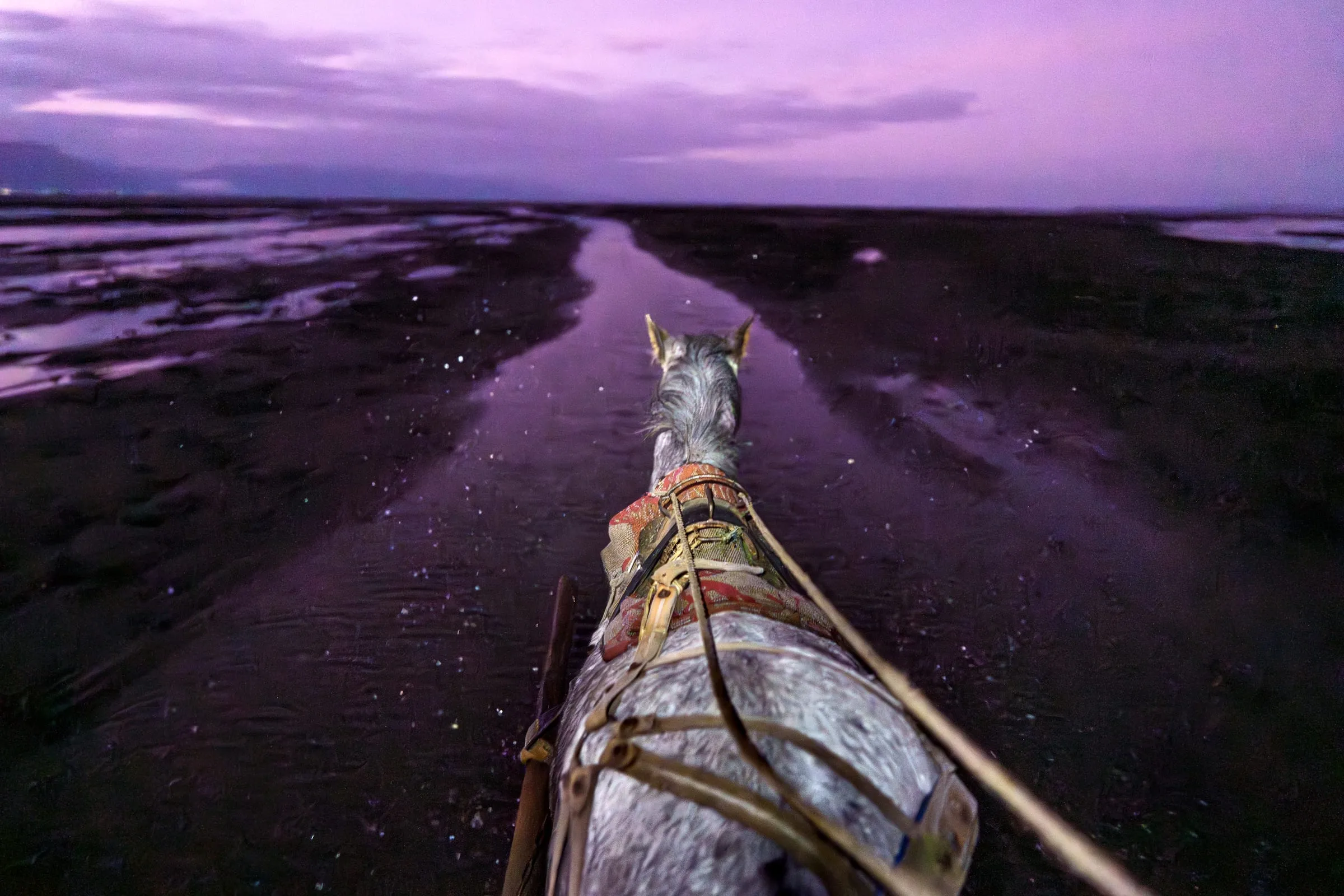 Marcelo drives his cart pulled by his horse Spirit at dawn. Pelillo can only be harvested during periods of low tide, when intertidal areas are exposed and allow the algae to be planted or collected. Seaweed harvesters must closely follow the tides and the lunar cycle to make the most of these access windows, which usually last no more than 90 minutes.