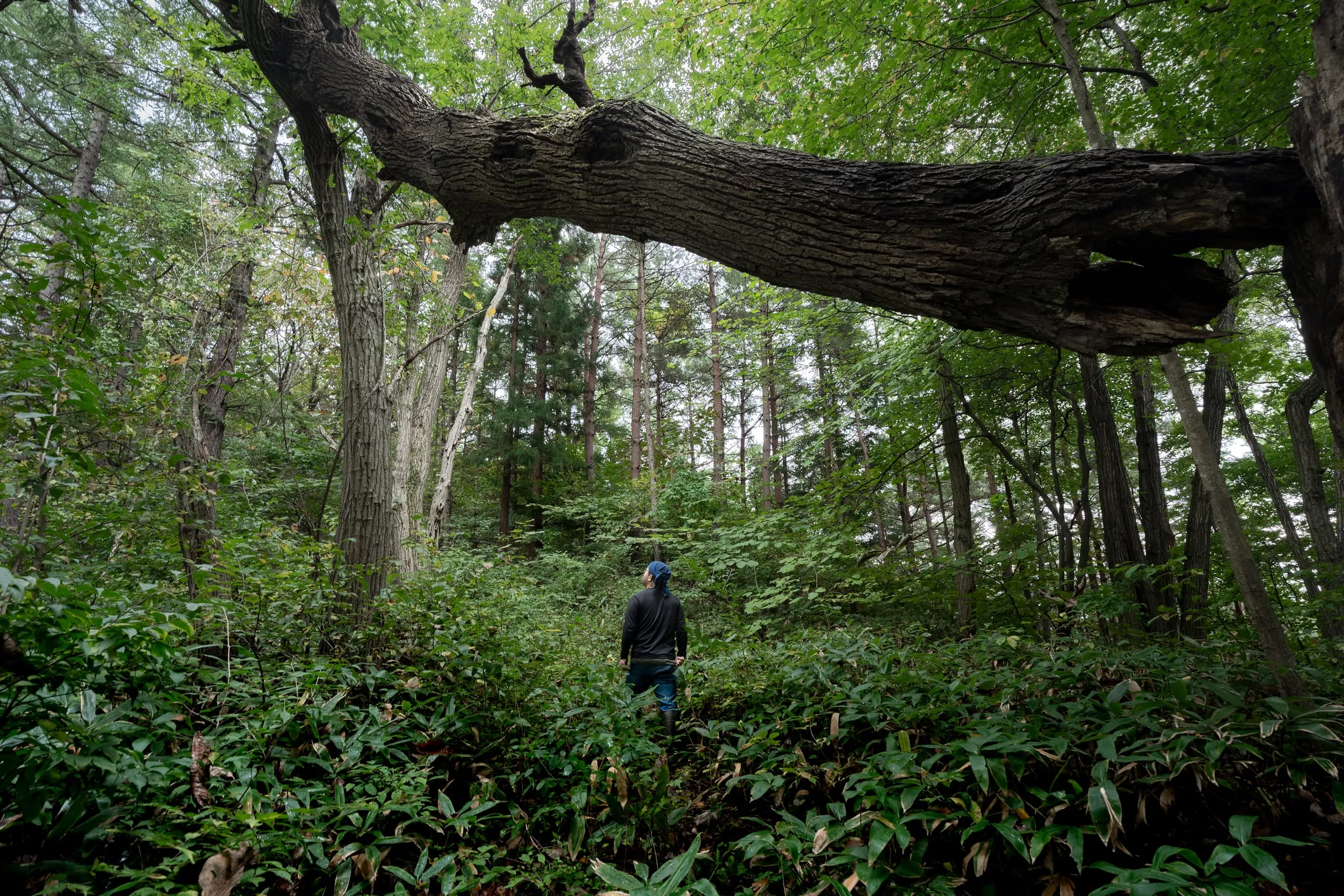 Chiba Hirotaka, 40, collects lacquer sap in the forests of Joboji, Iwate Prefecture, Japan. Urushi, or natural lacquer, has been used in Japan for centuries and is renowned for its quality and durability. Once a thriving local industry, production has declined as most lacquer used in Japan is now imported cheaply from China, with only about three percent coming from domestic harvesters.