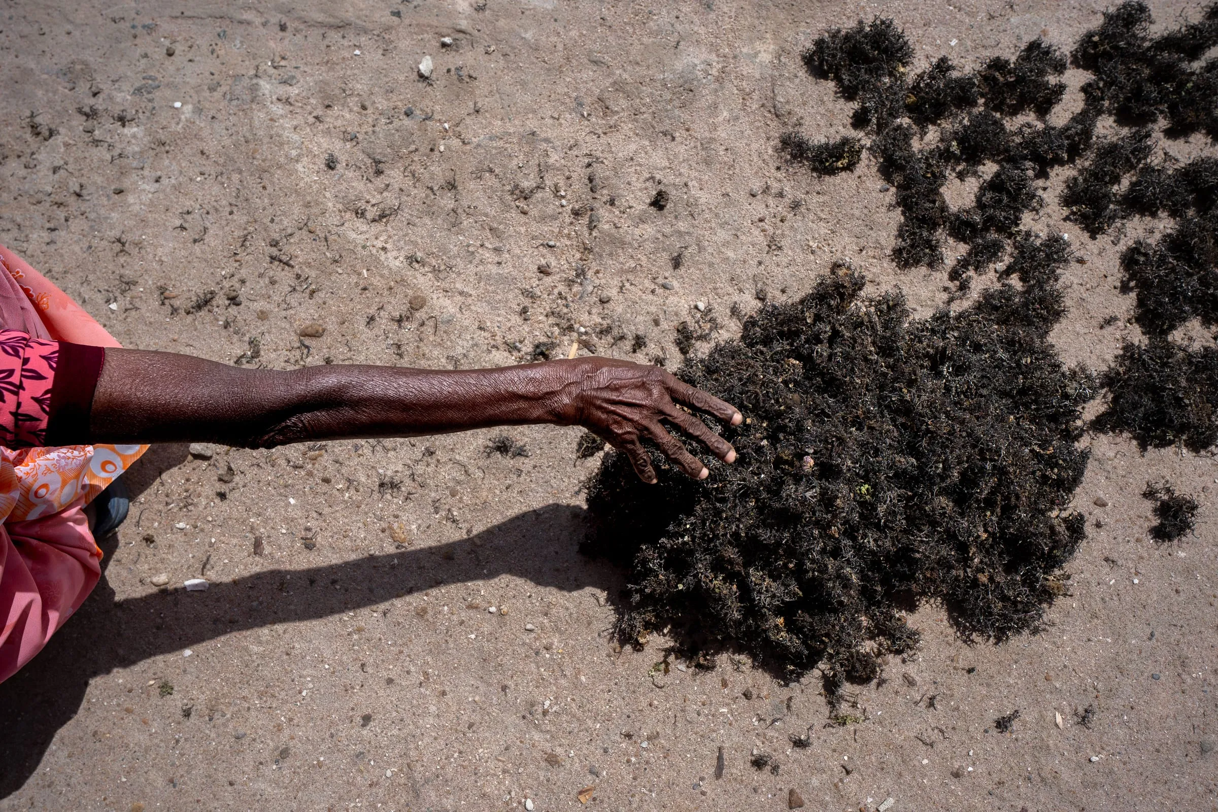 Mary, 57, organizes the collection of freshly harvested seaweed near the shores of Rameswaram Island, Tamil Nadu. Seaweed farming has been a lifeline for women here since their teenage years. A kilo of wet seaweed sells for around 50 rupees (about 0.6 USD), providing modest but vital income for coastal families who rely on the sea for survival.
