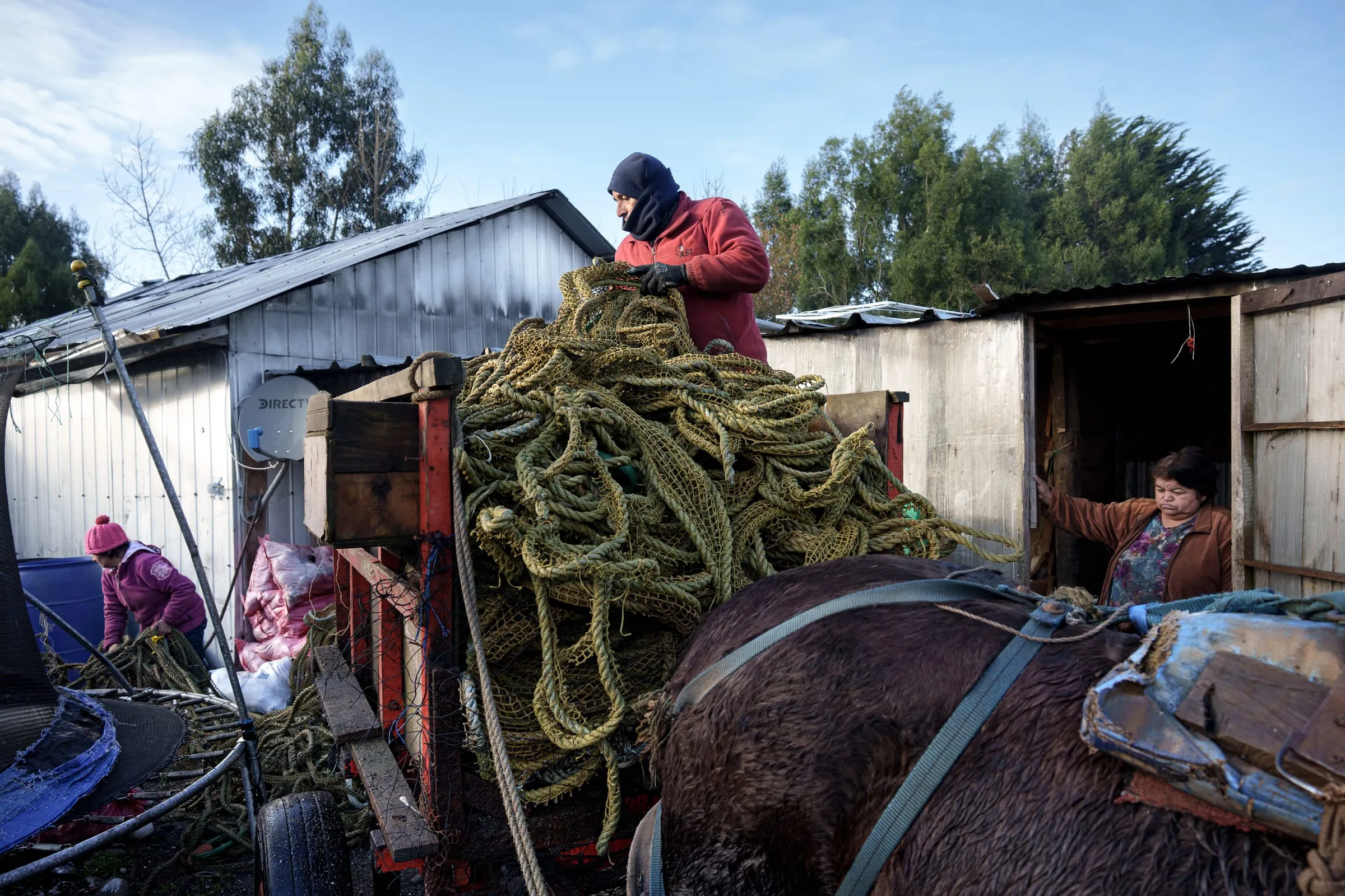 Eduardo Pérez, 52, arranges the ropes used to set up Pelillo plantations after completing a morning harvest. He lives in an informal settlement in Coihuín, Los Lagos Region, Chile, like many other harvesters. The plantations are located about a 15-minute horseback ride from his home.