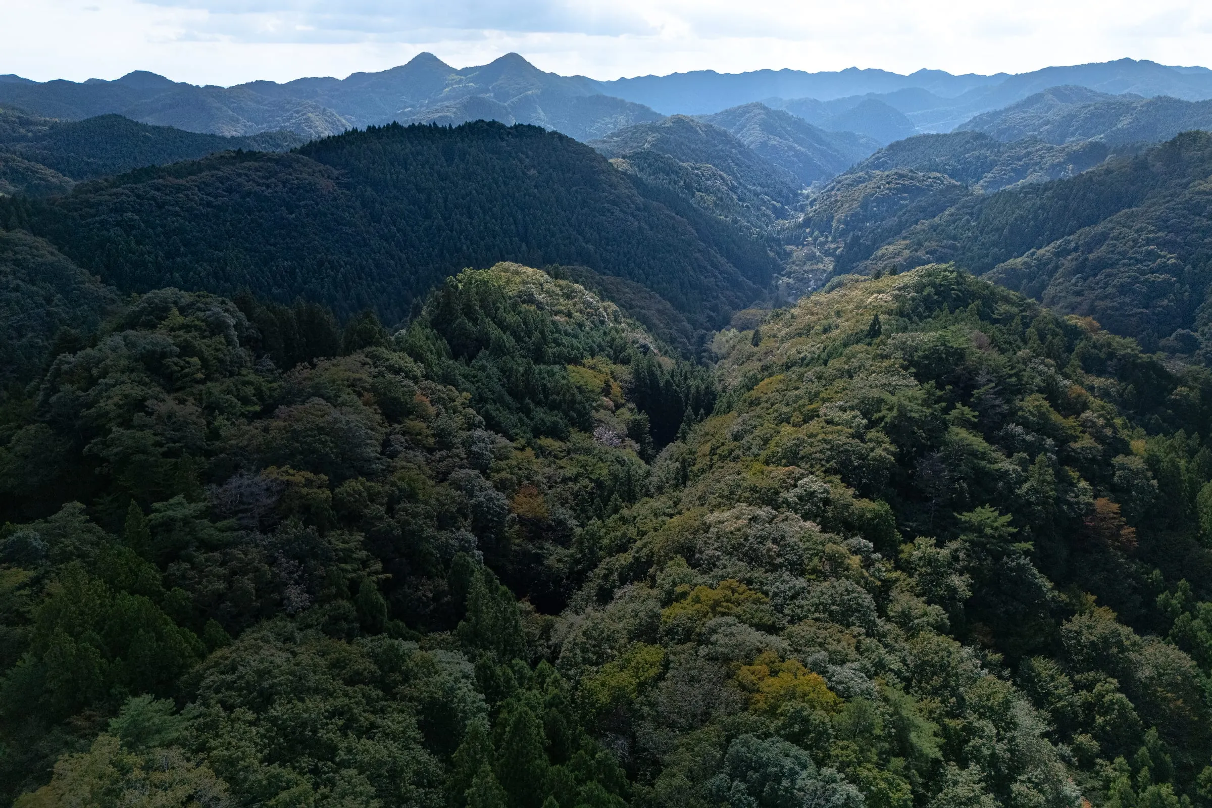 Lacquer trees have been cultivated in the Daigo region since the 17t century, and the area has long been known for producing high-quality lacquer. At its peak, more than 150 specialist harvesters worked here, but only a few remain today. In 2015, Japan’s Agency for Cultural Affairs mandated the use of domestic lacquer for restoring national treasures, increasing the importance of Daigo’s production.