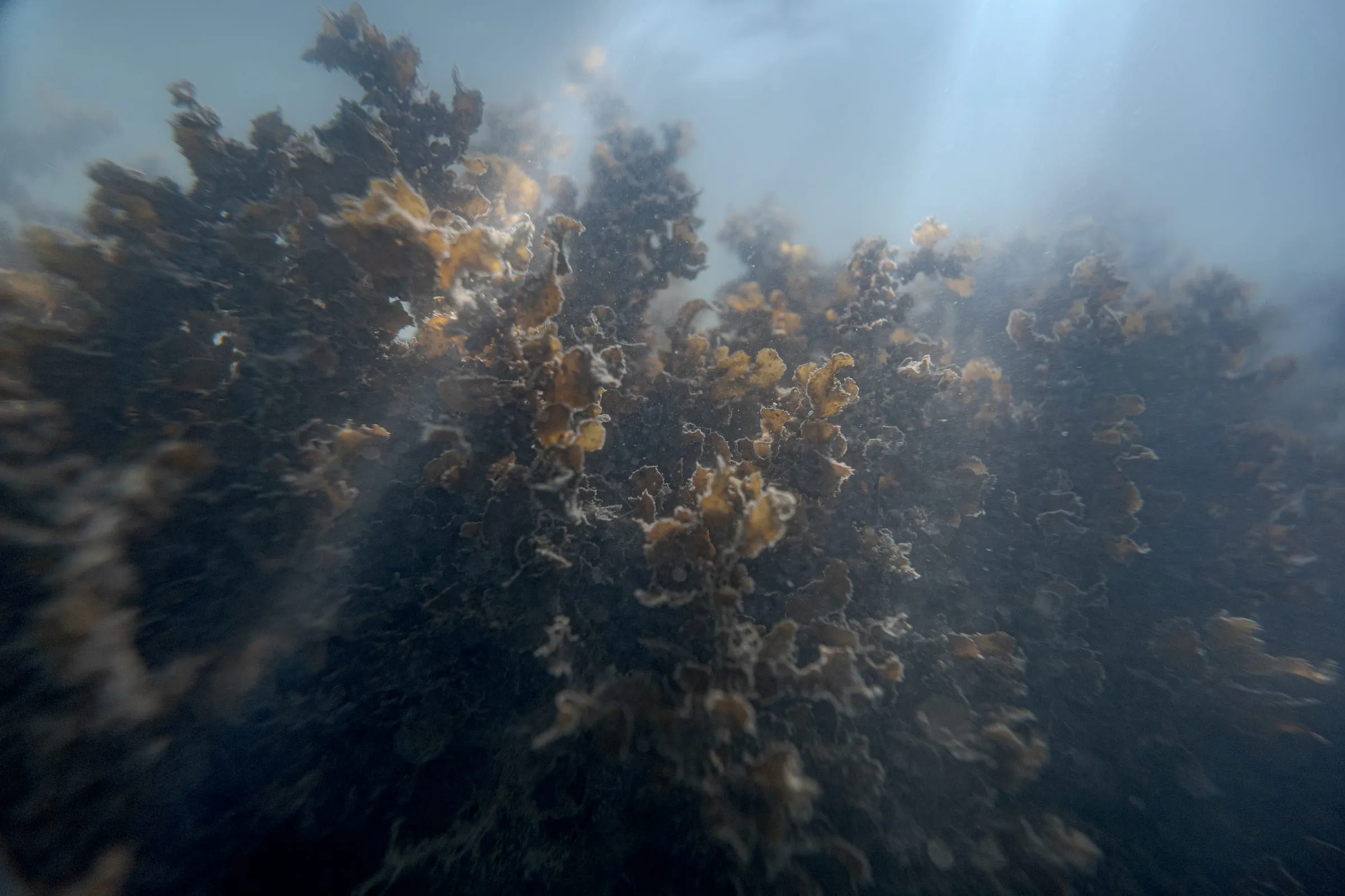 Seaweed collected along Tamil Nadu’s coast is processed into products used in food, cosmetics, fertilizers, and pharmaceuticals. It contains carrageenan, a natural thickening agent widely used by industry. Scientists say seaweed can help capture carbon and support marine ecosystems, yet rising sea temperatures are lowering its quality and threatening yields across India’s southern waters.