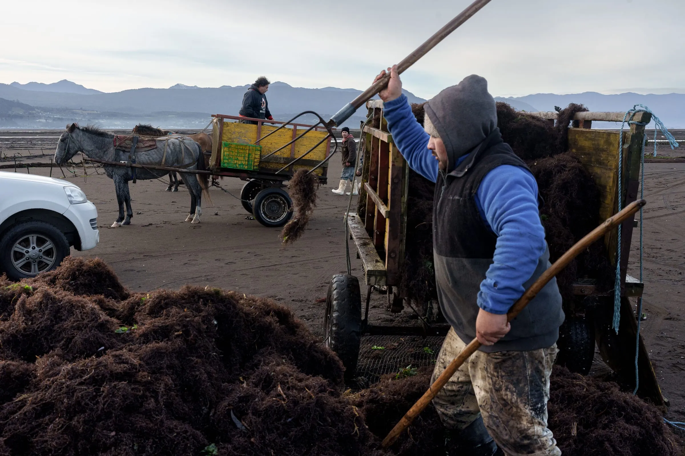 Antonio, 31, rakes Pelillo (Gracilaria chilensis) during the harvest. Once known as “green gold” in the 1990s for its high profitability, Pelillo has seen a sharp decline in yields, while prices have become increasingly volatile and low. Overexploitation and clonal domestication have led to genetic degradation, and today, rising sea temperatures and ocean acidification further threaten the algae’s survival. Its potential extinction would be both ecologically and economically devastating, as hundreds of artisanal harvesters depend on it to sustain their livelihoods. Coihuín, Los Lagos Region, Chile.