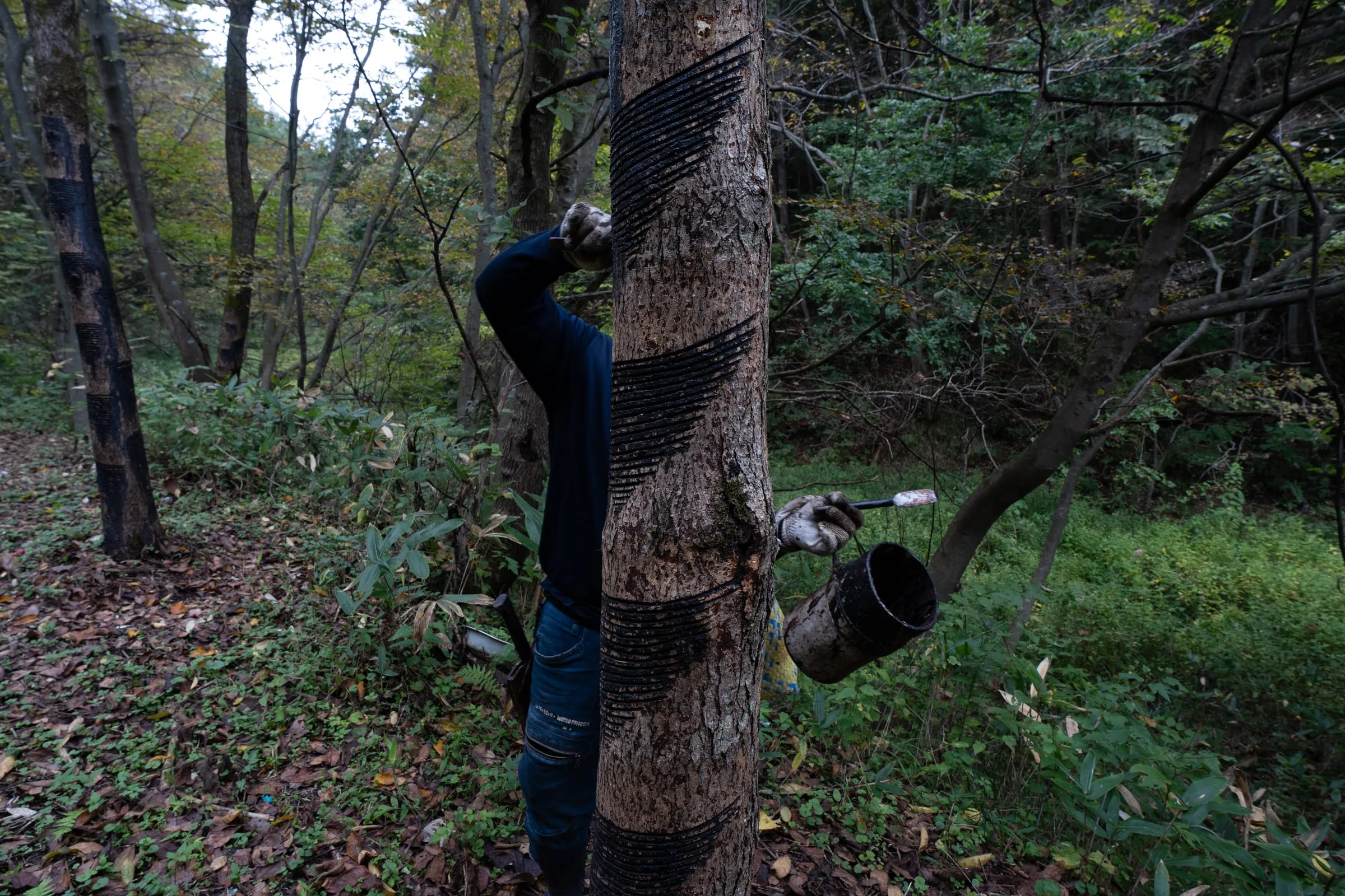 Chiba Hirotaka, 40, collects lacquer sap in the forests of Joboji, Iwate Prefecture, Japan. During urushi tapping, artisans make small cuts in the tree’s bark to let the sap flow, collecting it drop by drop. Each cut yields about one gram of sap, and during the high season, some artisans gather more than two kilograms a day, working from early morning until evening.
