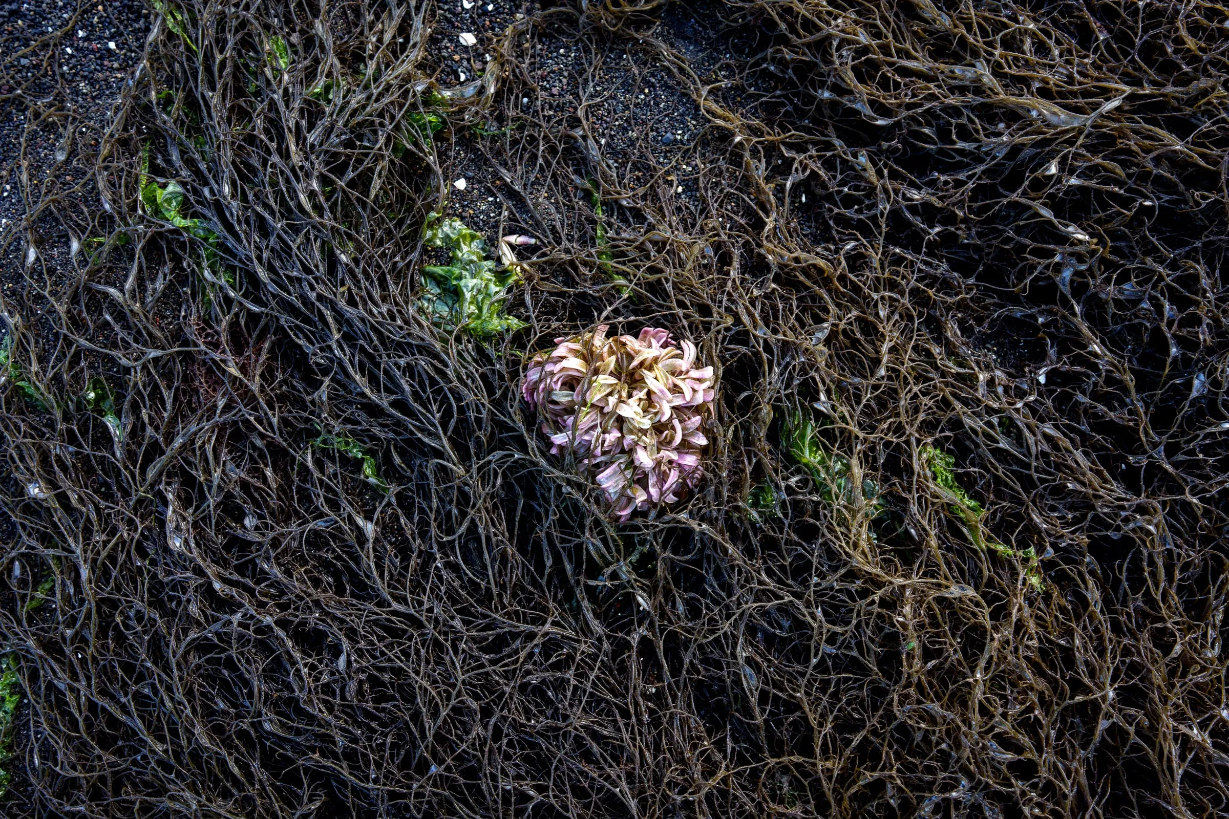 The algae is harvested for the production of agar-agar, a gelatinous substance used primarily as a thickening and gelling agent in the food industry. Before its industrial commercialization, pelillo was used locally as a natural fertilizer, particularly in potato farming. Beginning in the 1980s, rising demand from Asian countries, such as Japan, drove its large-scale exploitation.