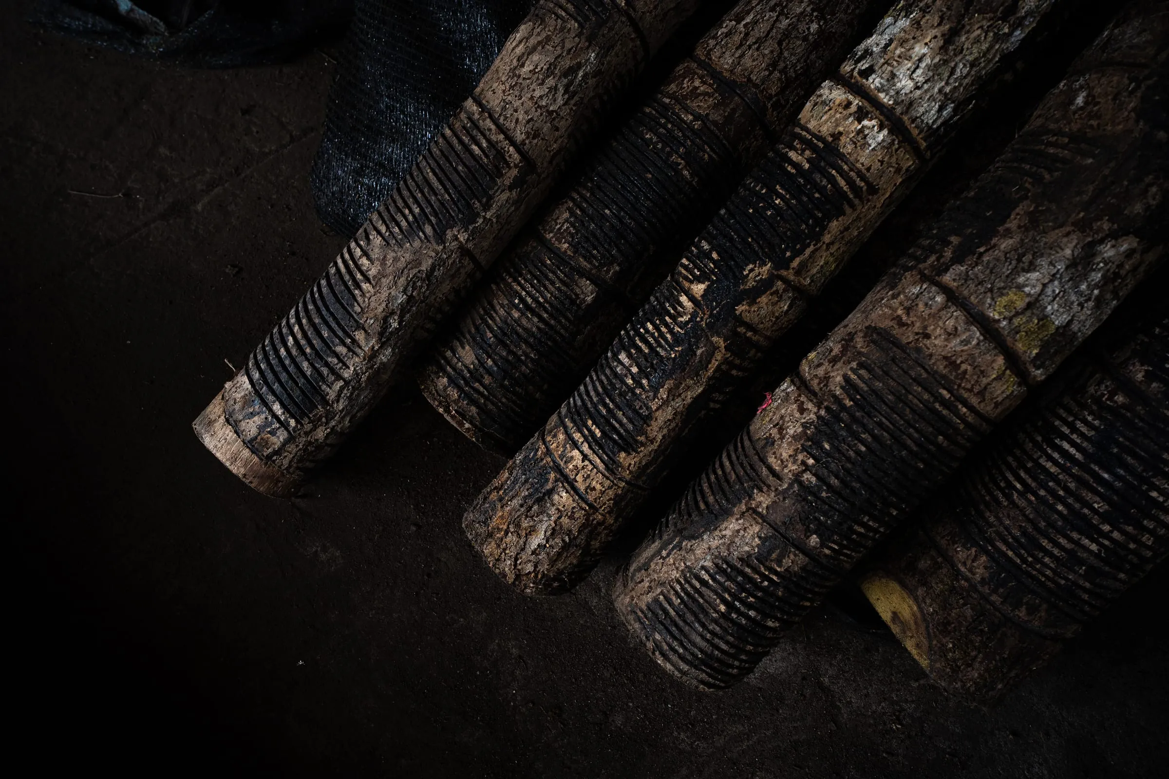 Lacquer trees in the Daigo and Joboji regions are cultivated for 10 to 20 years before being tapped for their sap. After about six months of tapping, the tree is usually cut down, yielding only about 180 to 200 grams of sap over its lifetime—a key reason for the material’s rarity.
