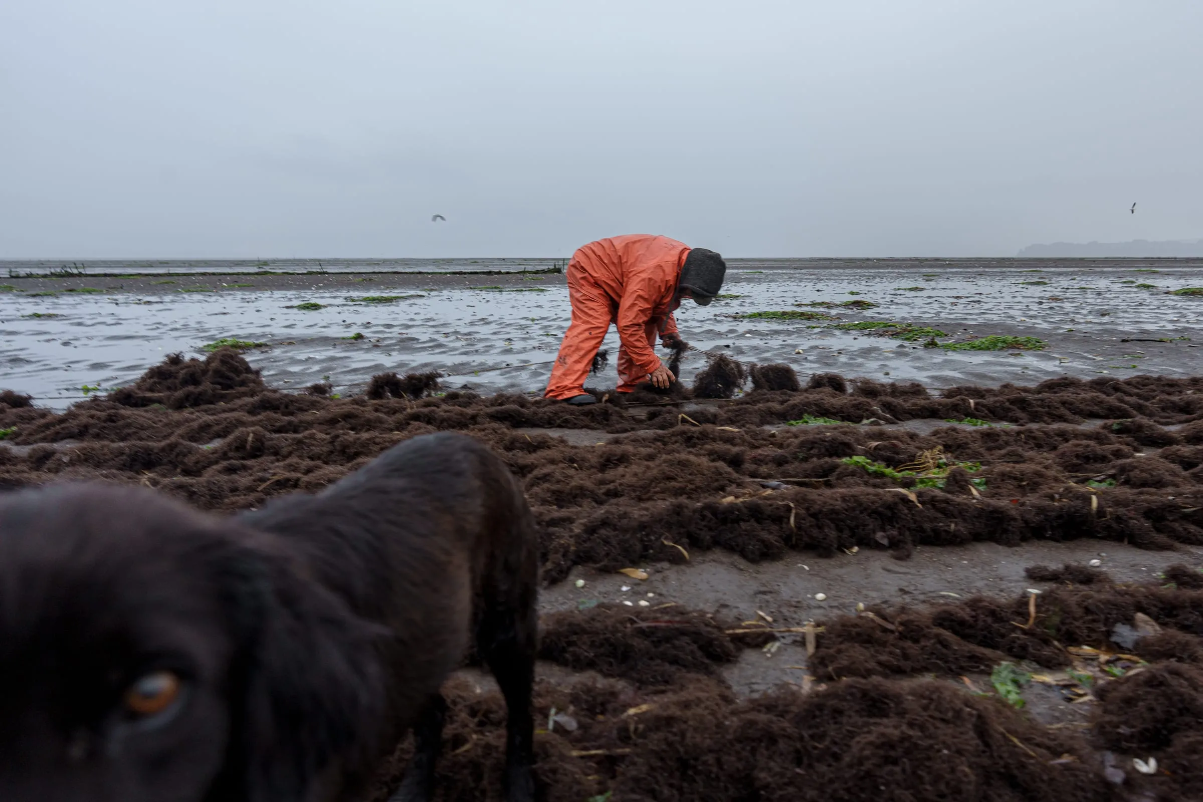 Some algueros bring their dogs along during harvesting days for companionship during the long hours spent alone along the shore.