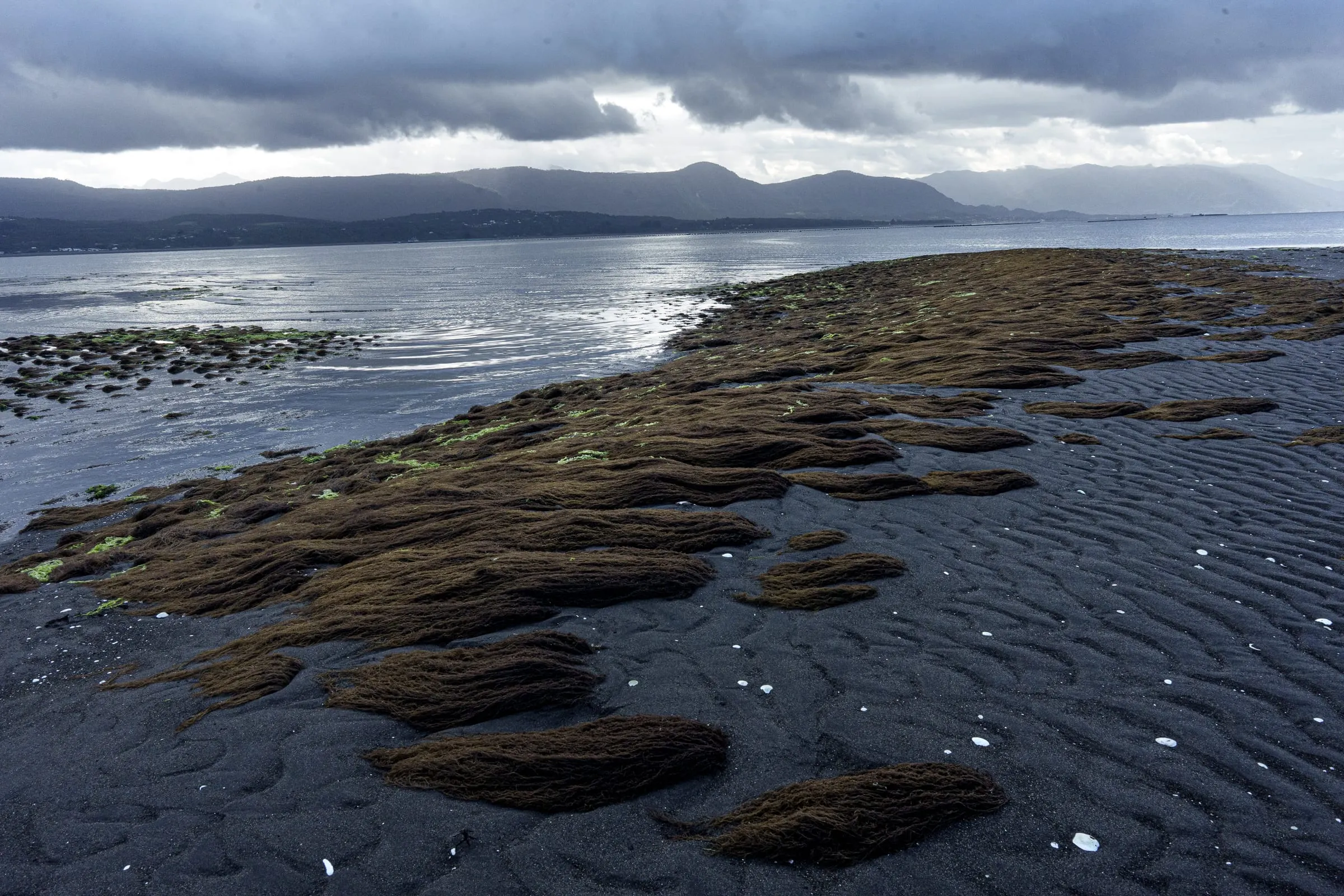The intertidal flats of the Coigüín area were once entirely covered by natural beds of pelillo. Some residents recall algae mounds reaching up to five meters in height. Today, the activity continues through the manual planting of the algae in seabeds concessioned by the Chilean state. The survival of the algae is now threatened by changing ocean conditions and reduced resilience, as decades of intensive cultivation have lowered its genetic diversity.